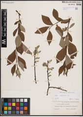 Foto von Salix caprea L.